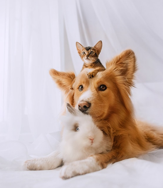 chien, chat et lapin