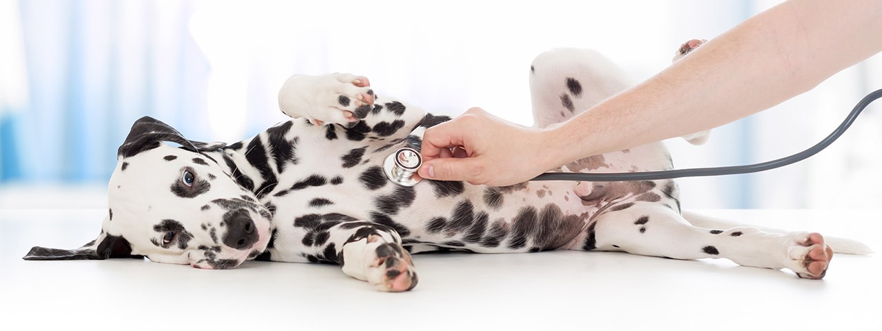 Dalmatien