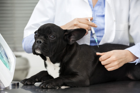 Guide Complet sur les Vaccins Essentiels et Non-Essentiels pour Chiens