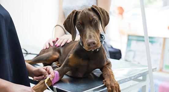 echographie abdominale chien