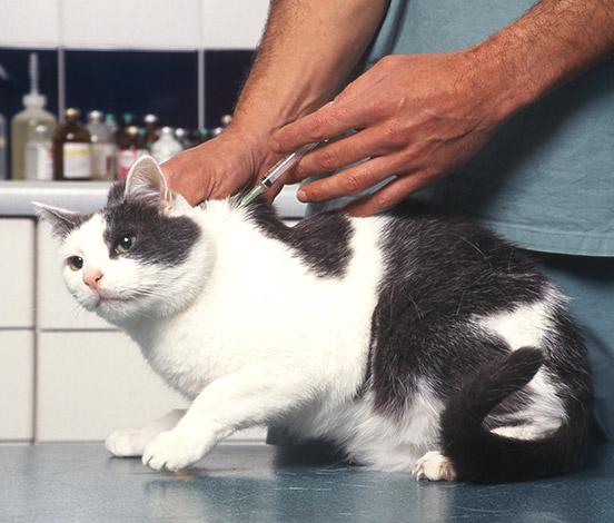 chat vacciné coryza