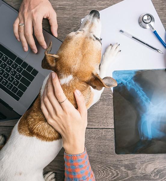 vomissement chien