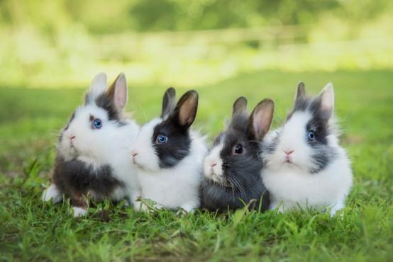 stérilisation du lapin