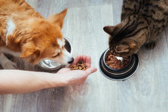 alimentation chien et chat 