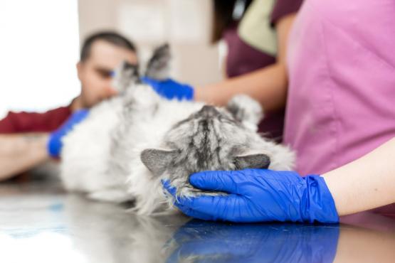 prélèvement urinaire chat