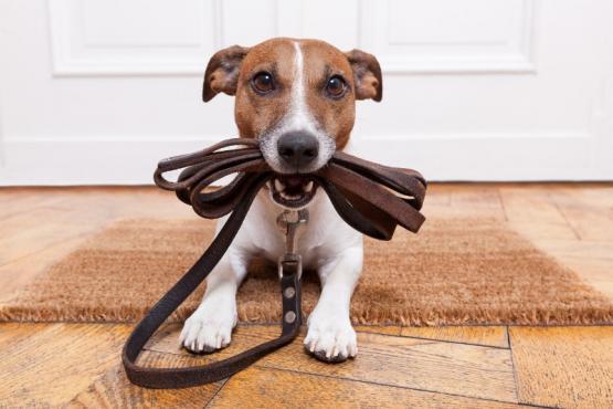 chiot