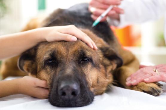 vaccination chien