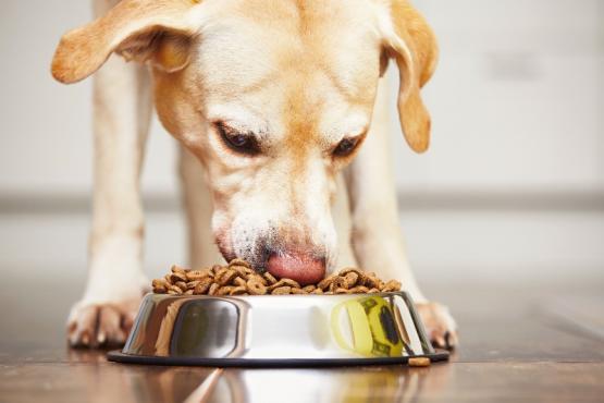 chien alimentation