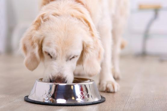 croquettes pour chien