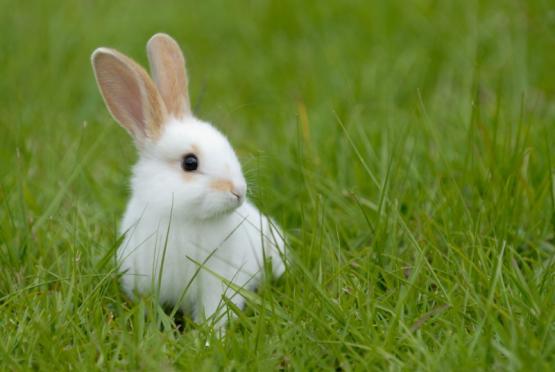 lapin en extérieur