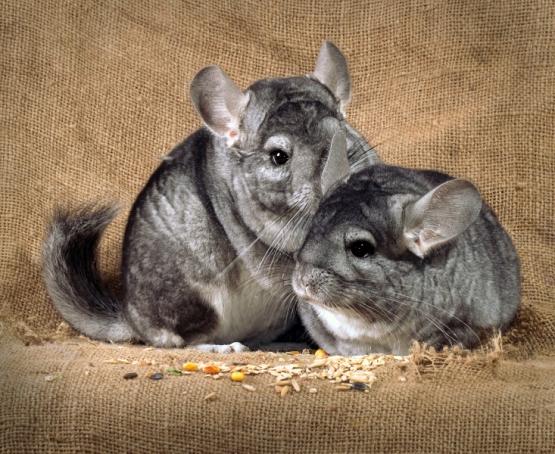 couple de chinchillas