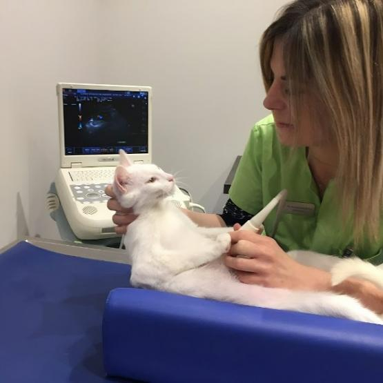 cardiologie vétérinaire