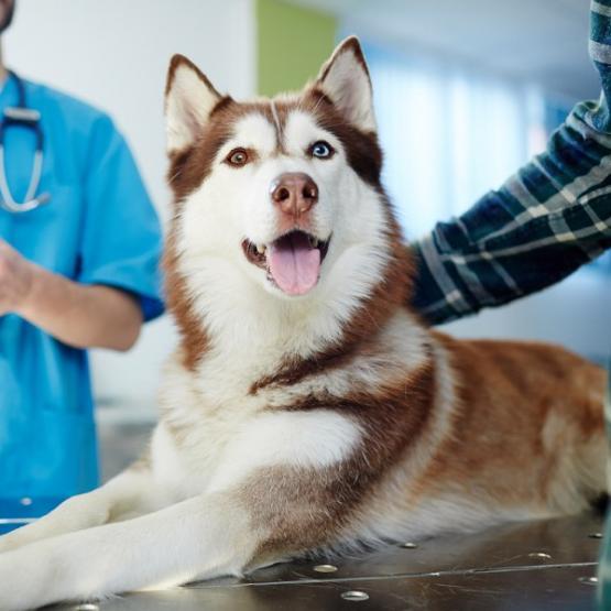 endoscopie du chien