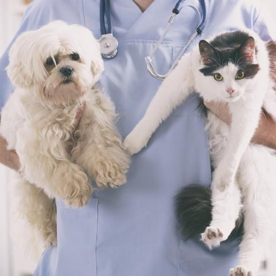 chat et chien chez le vétérinaire