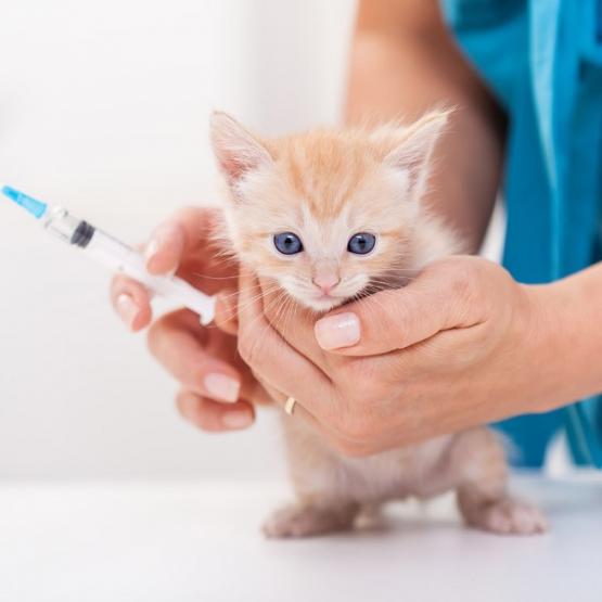 vaccin chaton