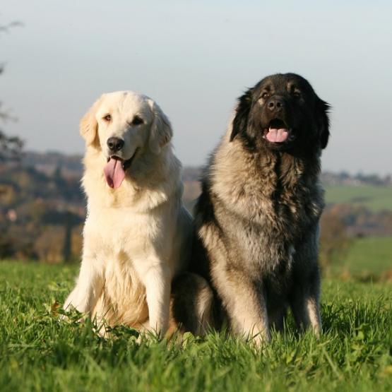 chiens stérilisés