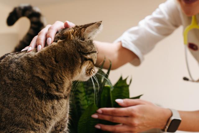 prise de sang chat