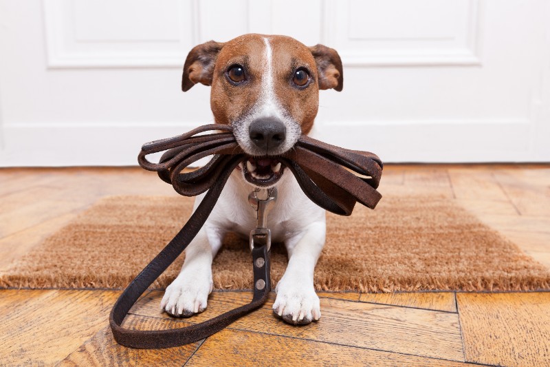 chiot chiot