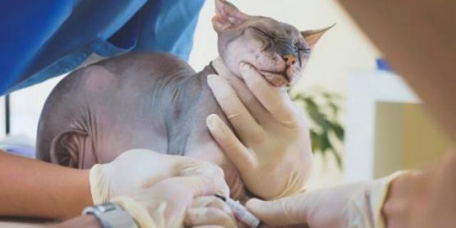 chat sans poils