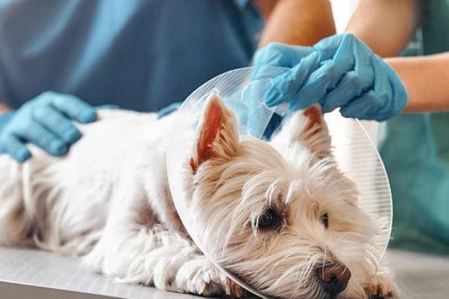 chien urgence vétérinaire