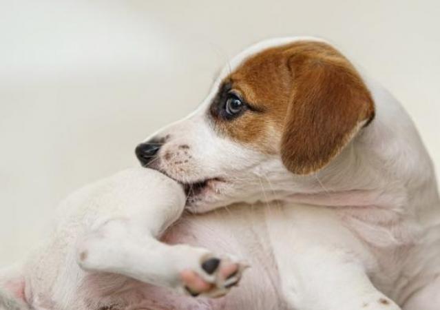 chien malade