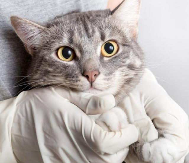 ionogramme chat