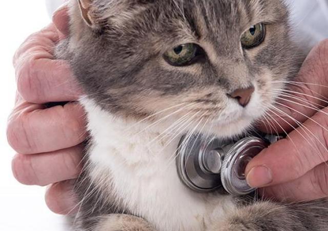 hypertension chat