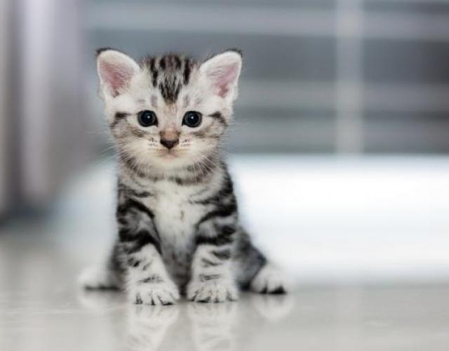 anti-puces chaton 