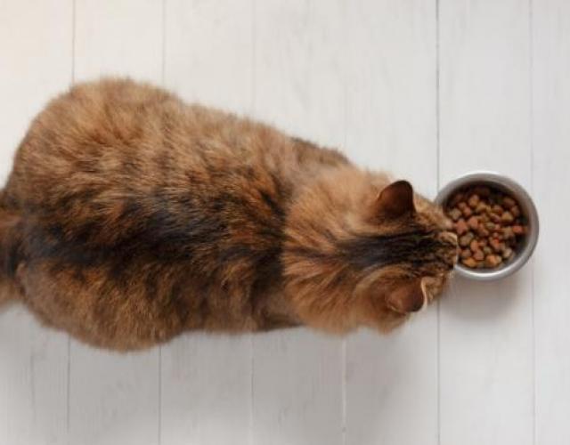 régime alimentaire chat