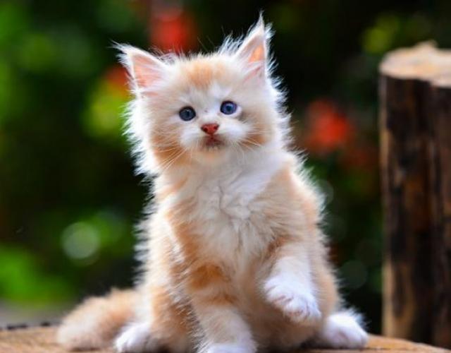 chaton