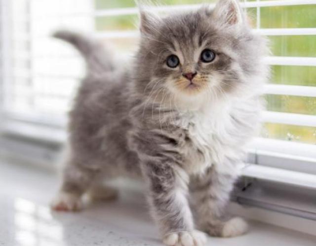 éduquer chaton