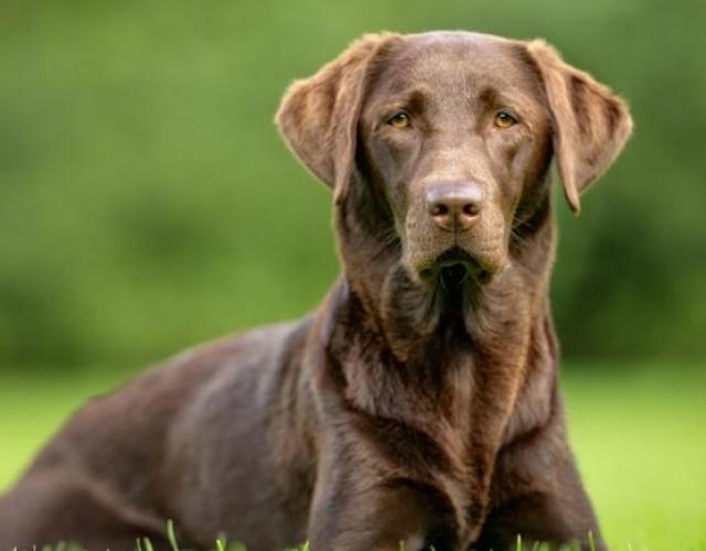 chien castré