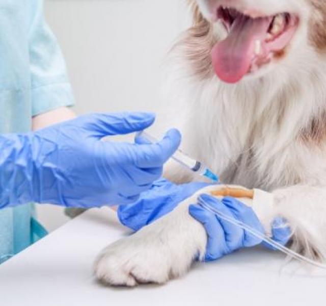 chien vacciné