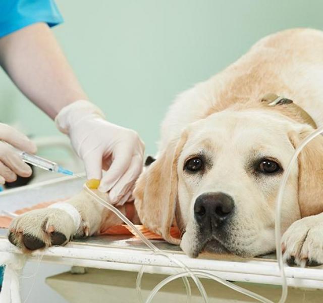 chien sous perfusion